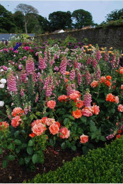 Троянда Ізі Даз Іт - використання в ландшафтному дизайні